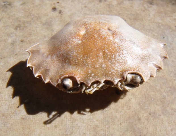 Carcinus aestuarii